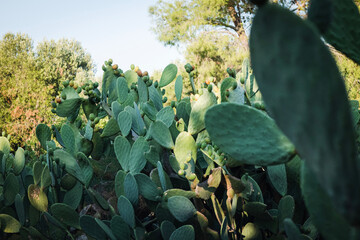 Fichi d'India cactus