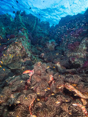 Sea anemone colony in a tropical reef (Mergui archipelago, Myanmar)