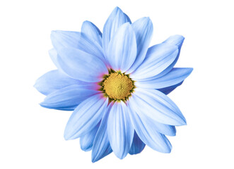 blue chrysanthemum flower close-up on white background