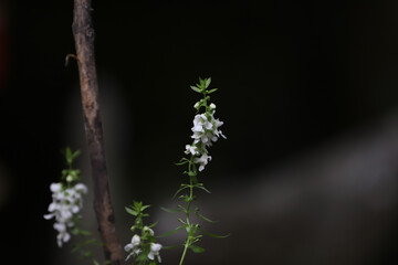 flowers on a black background