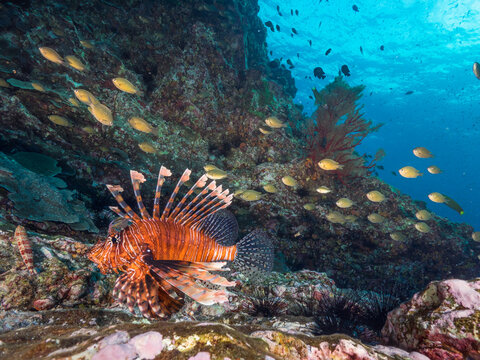 Lionfish and schooling Pearl-spot chromis (Mergui archipelago, Myanmar)