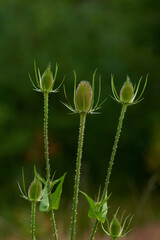  Wilde Karde (Dipsacus fullonum)