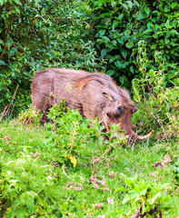 Bufalos in the jungle of Kenya under a cloudy sky