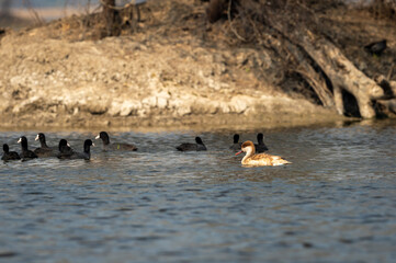 Red crested pochard a colorful bird floating in blue water with flock of eurasian coot in natural scenic background at keoladeo national park or bharatpur bird sanctuary rajasthan india - Netta rufina