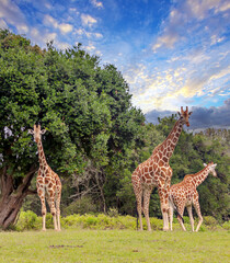 Giraffes inKenya