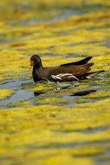 common moorhen or gallinula chloropus bird in wetland of keoladeo national park or bharatpur bird sanctuary rajasthan india
