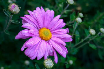 Flower with pink petals. Chamomile