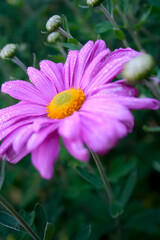 Obraz premium Flower with pink petals. Chamomile