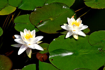 Kańczuga , Sietesz , Markowa , Kraczkowa , Łańcut - Storczykarnia , Łańcut  park