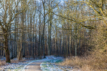 Winterwald