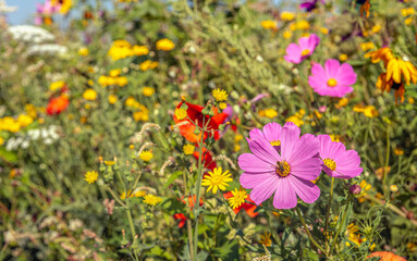 Pink flowering garden cosmos with a yellow heart between other flowering plants in a Dutch field border. The flower is visited by a common wasp. It is a sunny day in the summer season.