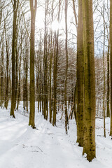 Winterwald