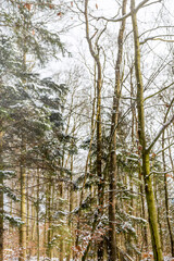 Winterwald