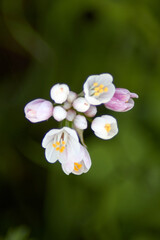 white flower on green background