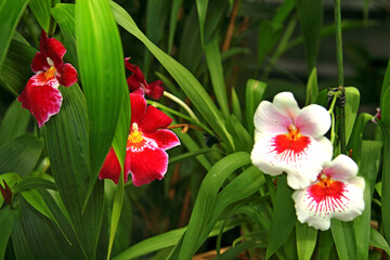 Kańczuga , Sietesz , Markowa , Kraczkowa , Łańcut - Storczykarnia , Łańcut  park