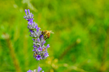 Honey bee pollinates lavender flowers, Close-up macro with selective focus with blurred background