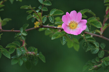 eine Blüte einer Wildrose am Zweig