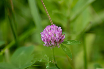 Flower of a clover