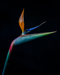AVE DEL PARAISO © ArtistryArchive