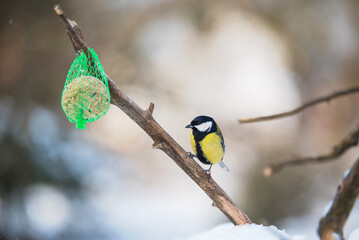 Beauty tit on a feeder