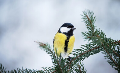 Great tit resting on a banch