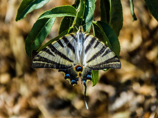 Close up de una mariposa posando con las alas abiertas