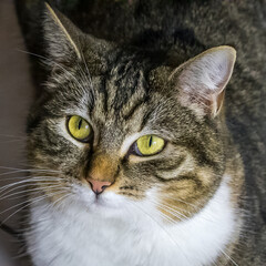 portrait d'un chat tigr&eacute; fixant l'objectif