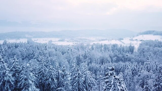 Aerial shot over a wonderful snowy forest in Uznach, Switzerland