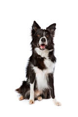 black and white border collie dog