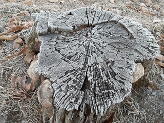 冬の朝、切り株についた霜