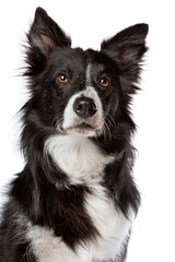 black and white border collie dog