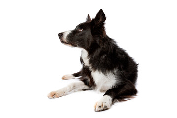 black and white border collie dog