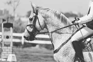 rider on a white horse in a contest. black and white