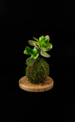 Kokedama of a succulent plant called crassula ovata or Jade plant on a wood coasters. Black background. Selective focus.