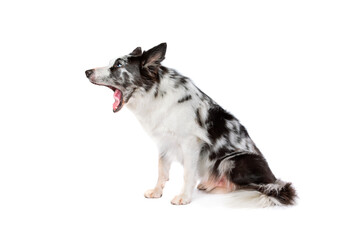 blue merle border collie dog