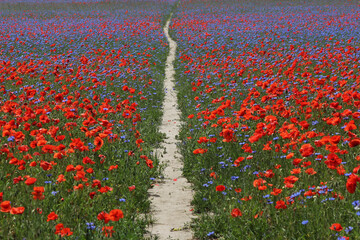 road in the field of blooming poppies and cornflowers