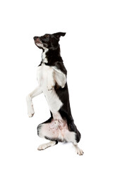 black and white border collie dog