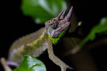 close up of young jackson chamaleon (trioceros jacksonii) in its natural habitat in urban nairobi