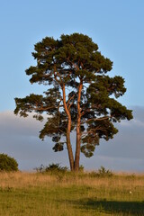 einzelner schöner Nadelbaum im Abendlicht, Solitärbaum, Kiefer