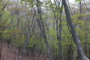 山中湖ハイキング　高指山　　　　明神山と高指山の間の尾根の道