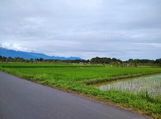 road in the field