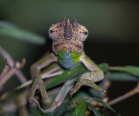 close up of young jackson chamaleon (trioceros jacksonii) in its natural habitat in urban nairobi