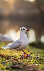 Black headed gull standing on grass with blurred background.