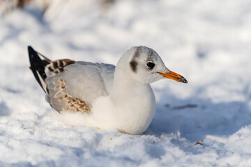 Seagull sitting in snow 