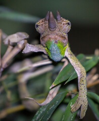 close up of young jackson chamaleon (trioceros jacksonii) in its natural habitat in urban nairobi