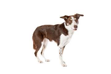 brown and white border collie dog