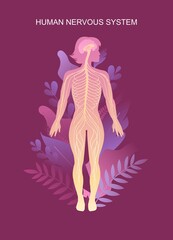 human nervous system educational scheme