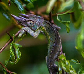 Obraz premium close up of young jackson chamaleon (trioceros jacksonii) in its natural habitat in urban nairobi