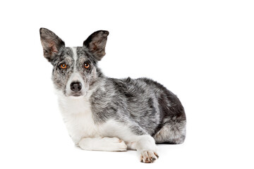blue merle border collie dog