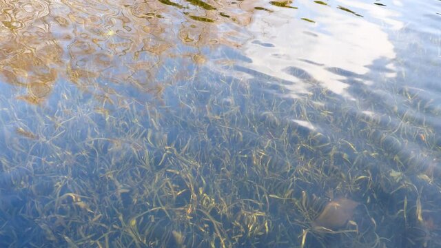 Water grass in clean fresh water with peaceful ripples in sunny day, 4k slow motion b roll footage.